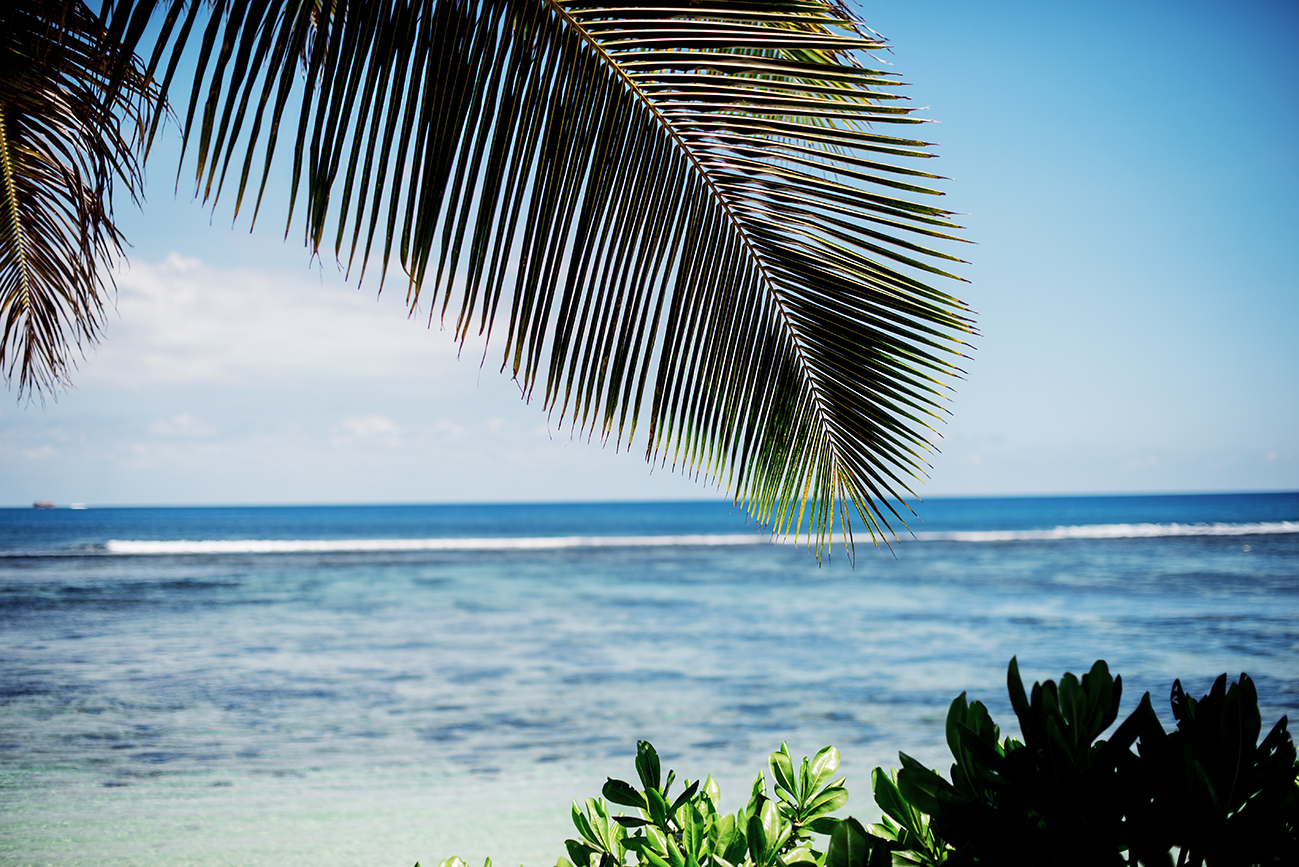 TravelBlogger-Seychelles-PalmTrees-SequinSophia-KempinskiSeychelles-5-LIN_9020