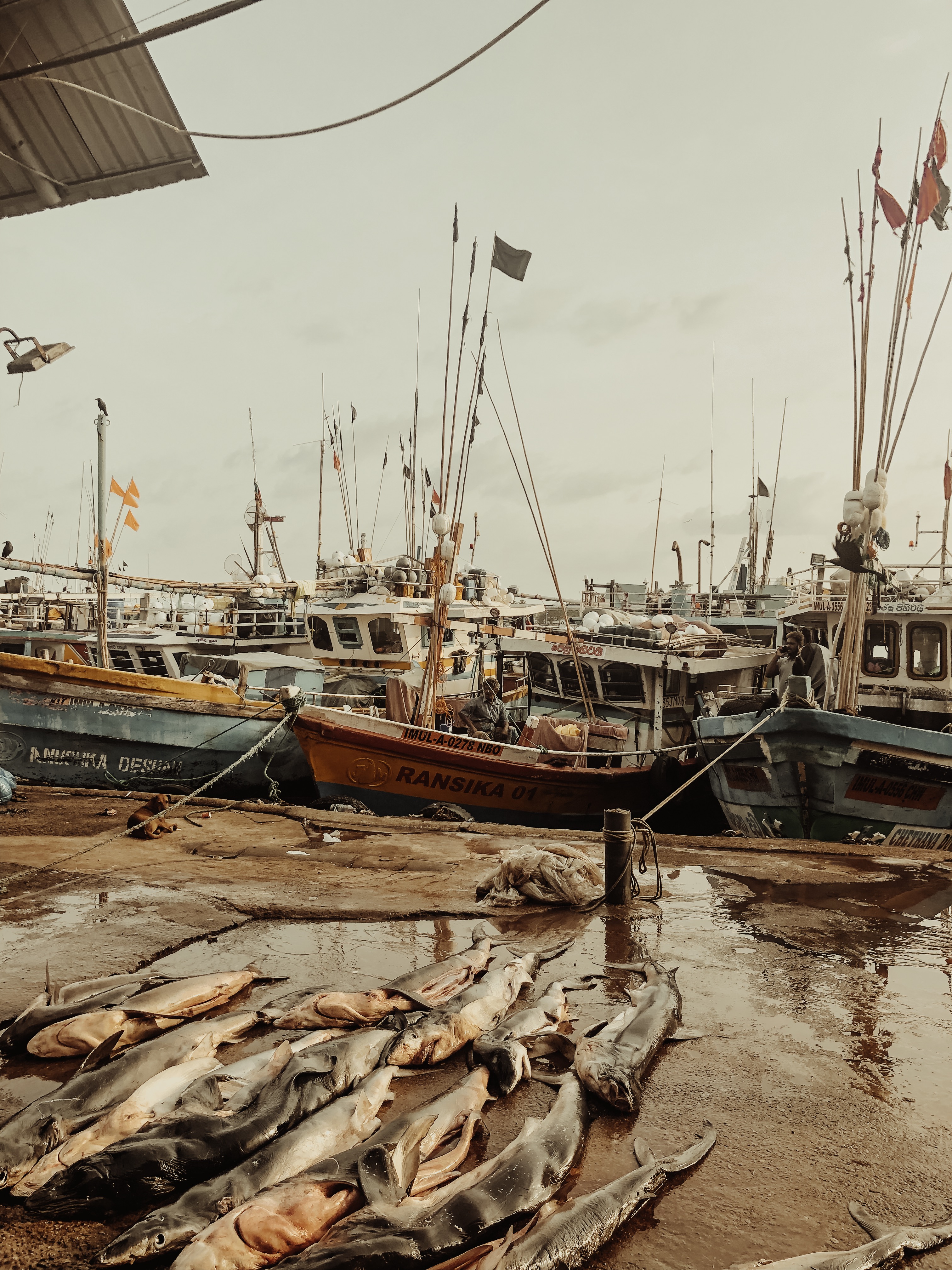 Fischmarkt Negombo Sri Lanka