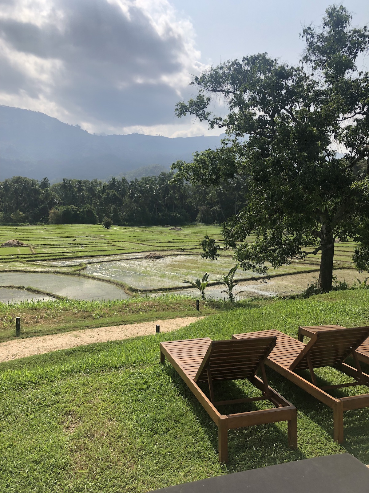 Rice field Sri Lanka